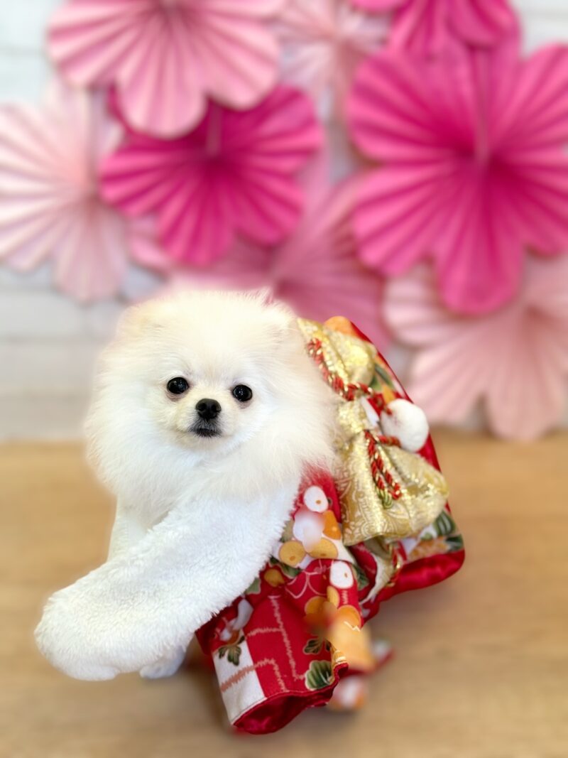着物姿でこちらを見つめるポメラニアンのヒナノ