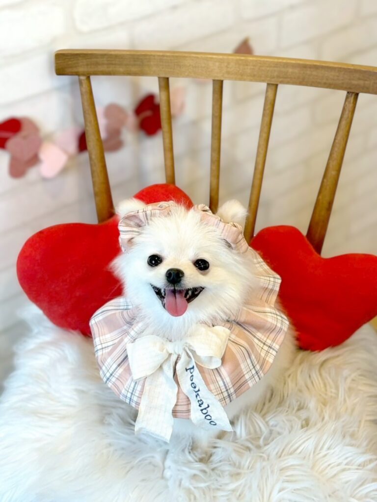 準備完了でにこりと笑うポメラニアンのヒナノ