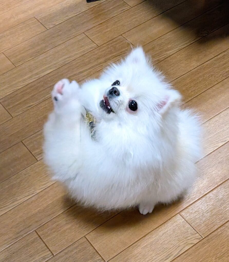 前脚をぶんぶん振って大喜びするポメラニアンのヒナノ