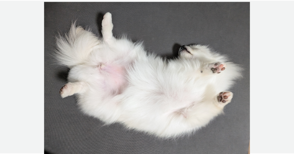 事務所でヘソ天になって眠るヒナノ